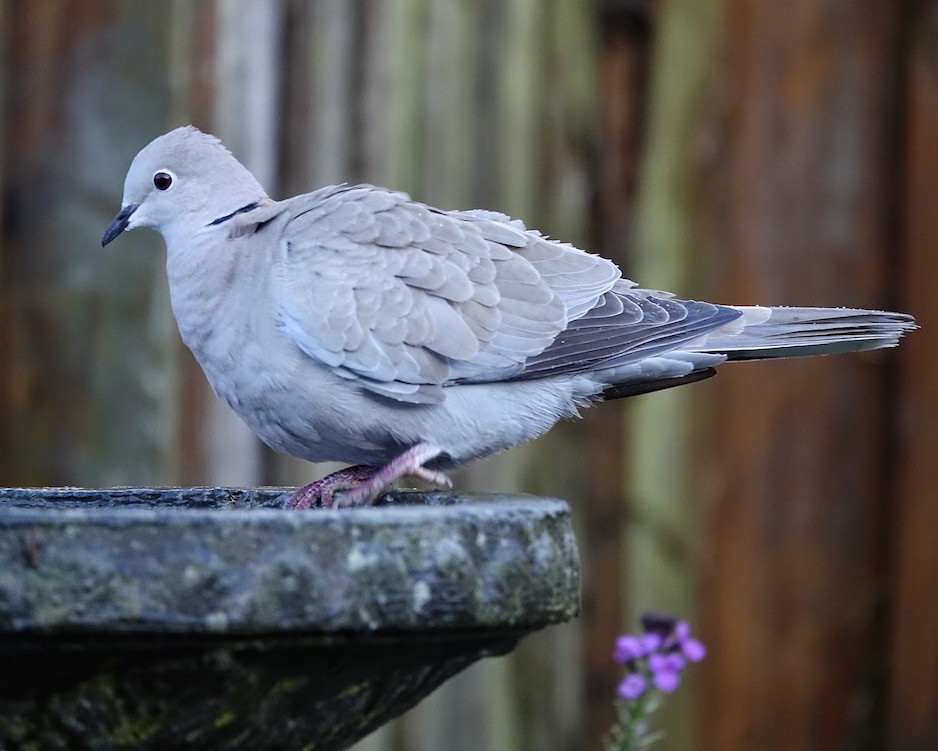 collared dove
